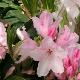 Rhododendron Halopeanum
