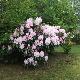 Rhododendron Halopeanum