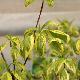 Cornus controversa 'Gosia'