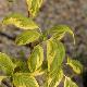 Cornus controversa 'Gosia'