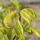 Cornus controversa 'Gosia'