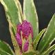 Rhododendron pontique panach�