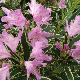 Rhododendron pontique panach�