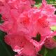 Rhododendron Anna Rose Witney