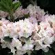 Rhododendron Gomer Waterer
