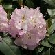 Rhododendron Gomer Waterer