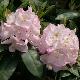 Rhododendron Gomer Waterer