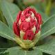 Rhododendron Lord Roberts