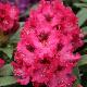 Rhododendron Madame Marie Fortie