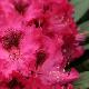Rhododendron Madame Marie Fortie