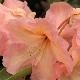 Rhododendron Olga