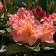Rhododendron Olga