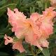 Rhododendron Olga