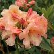 Rhododendron Olga