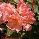 Rhododendron Olga