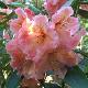 Rhododendron Olga