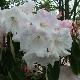 Rhododendron loderi Venus