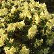 Rhododendron nain Princesse Anne