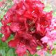 Rhododendron Black Magic