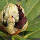 Rhododendron Black Magic