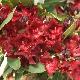 Rhododendron Black Magic