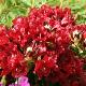 Rhododendron Black Magic