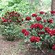 Rhododendron Black Magic