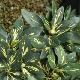 Rhododendron Goldfinger