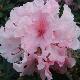 Rhododendron Hydon Dawn