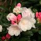 Rhododendron Koichiro Wada