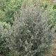Leptospermum Silver Sheen