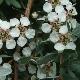 Leptospermum Silver Sheen