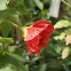 Abutilon Ashford Red