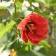 Abutilon Ashford Red
