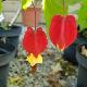 Abutilon megapotamicum 