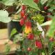 Abutilon grimpant panach�