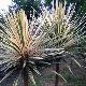 Cordyline Torbay Dazzler