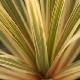 Cordyline Torbay Dazzler