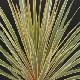 Cordyline Torbay Dazzler