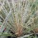 Cordyline Torbay Dazzler