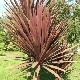Cordyline Red Star