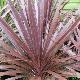 Cordyline Red Star