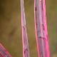 Cordyline Electric Pink 