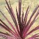 Cordyline Pink Passion