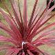 Cordyline Cherry Sensation