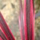 Cordyline Cherry Sensation