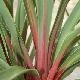 Cordyline Sundance