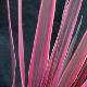 Cordyline Pink Passion