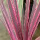 Cordyline Pink Passion