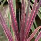 Cordyline Pink Passion